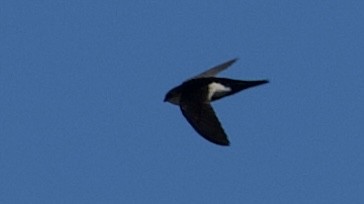 White-throated Swift - ML617992592