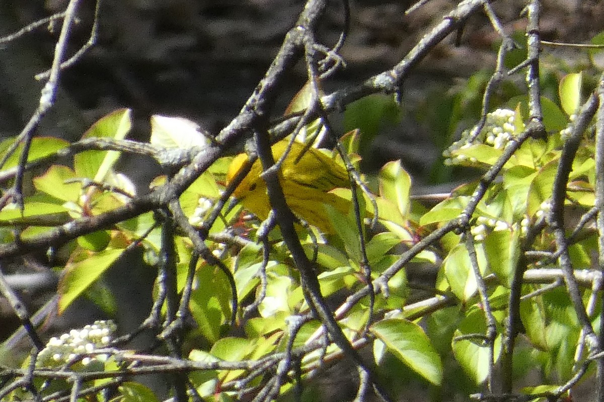 Yellow Warbler - ML617992611
