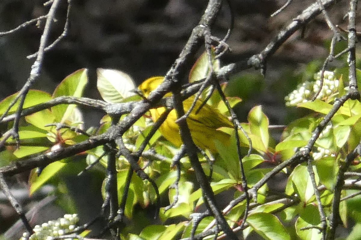 Yellow Warbler - ML617992612