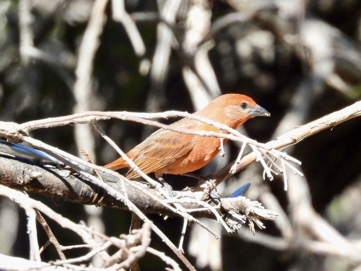 Hepatic Tanager - Sandy and Stephen Birge