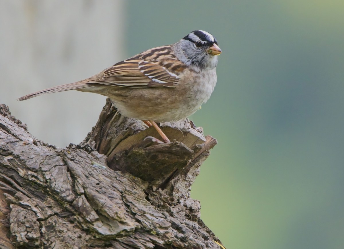 White-crowned Sparrow - ML617992628