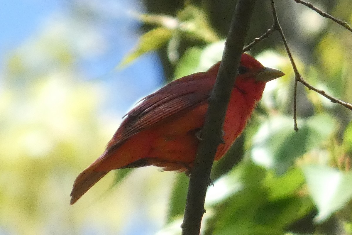 Summer Tanager - Anonymous