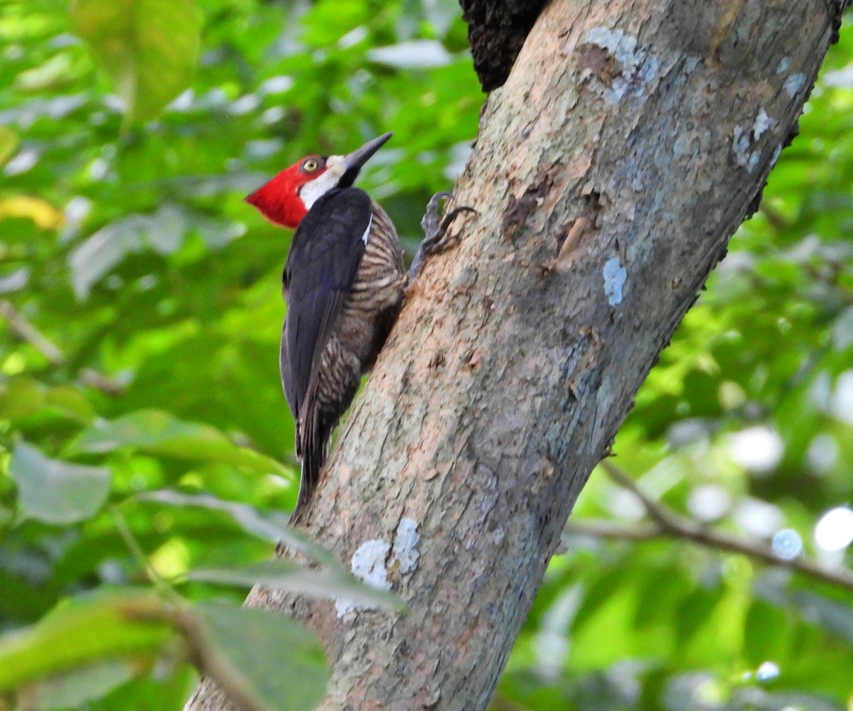 Crimson-crested Woodpecker - ML617992671