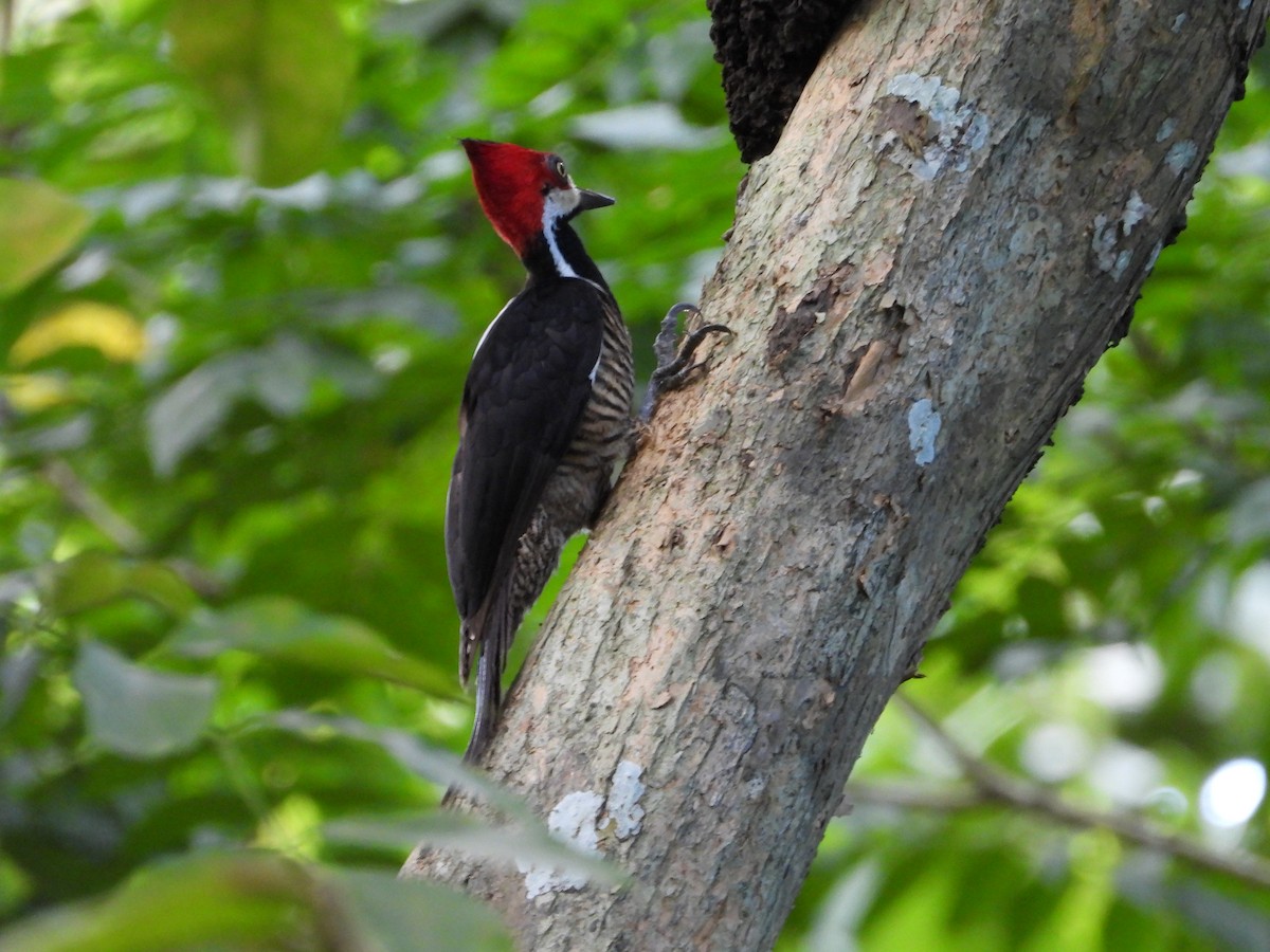 Crimson-crested Woodpecker - ML617992672
