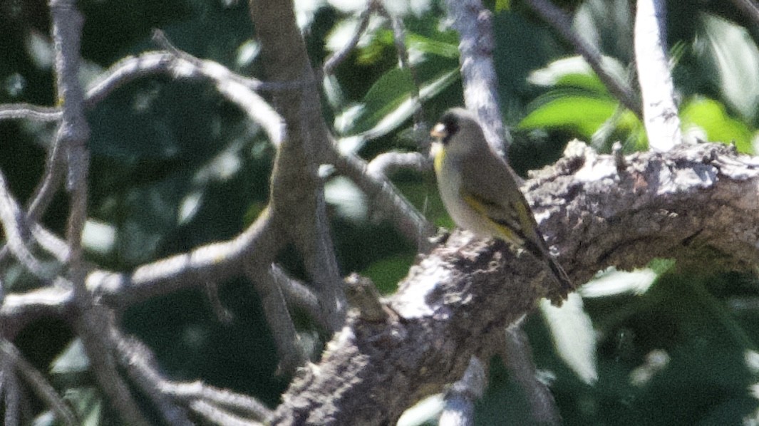 Lawrence's Goldfinch - ML617992692