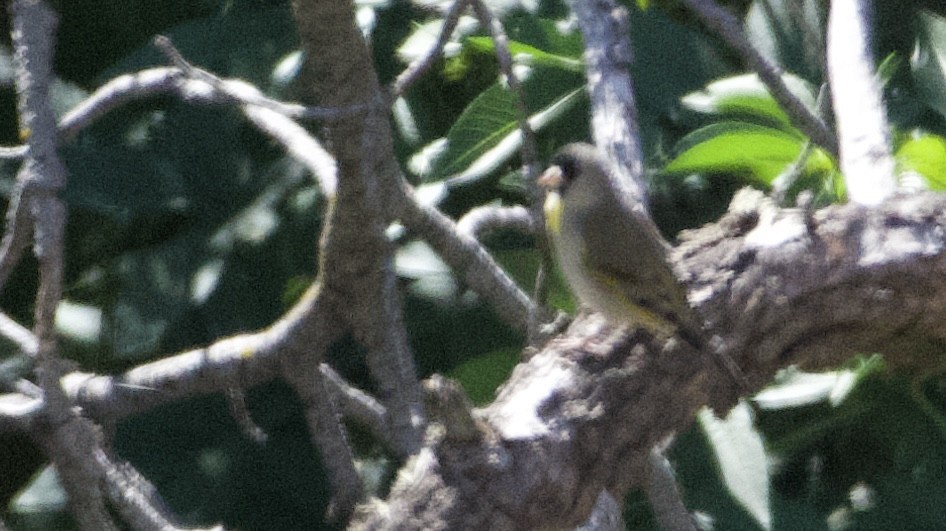 Lawrence's Goldfinch - ML617992693