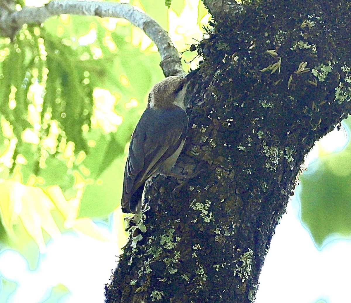 Brown-headed Nuthatch - ML617992694