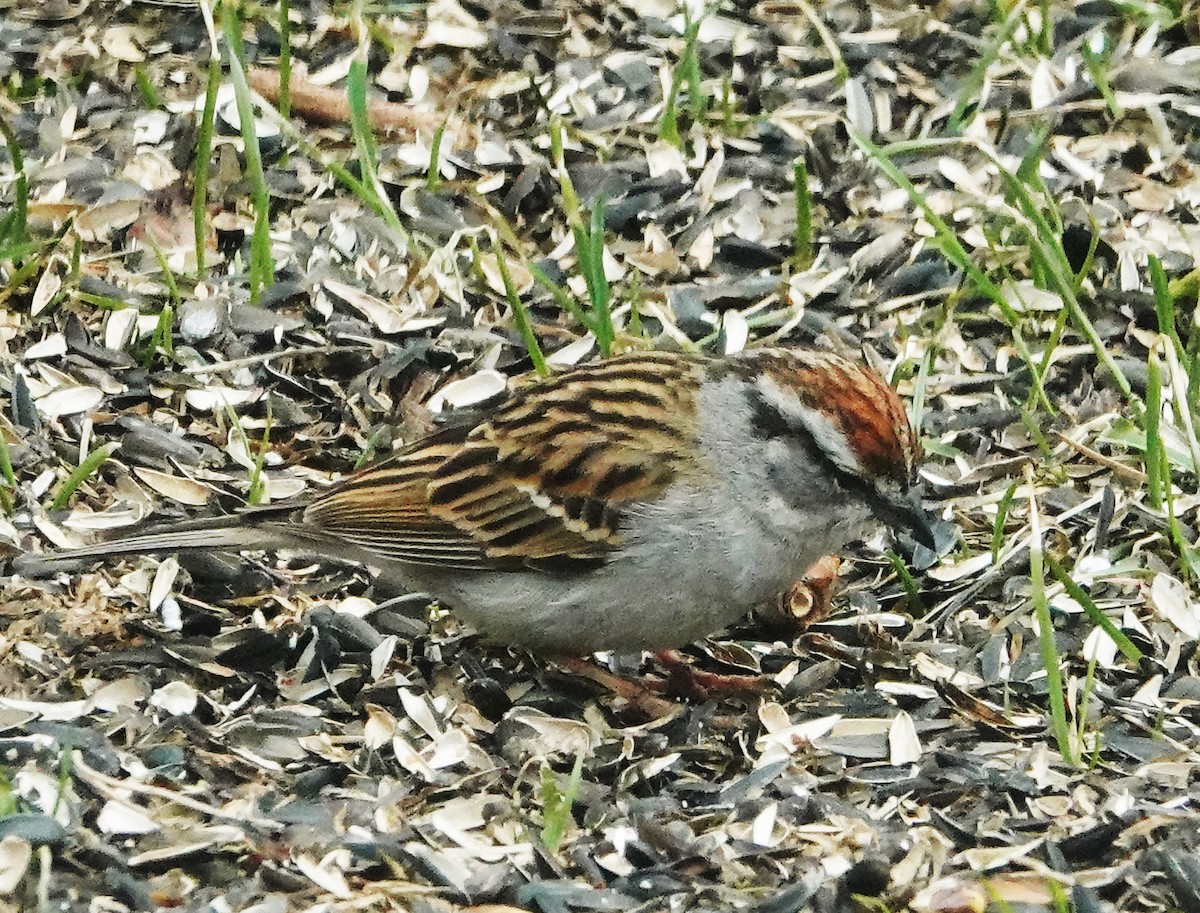 Chipping Sparrow - ML617992706