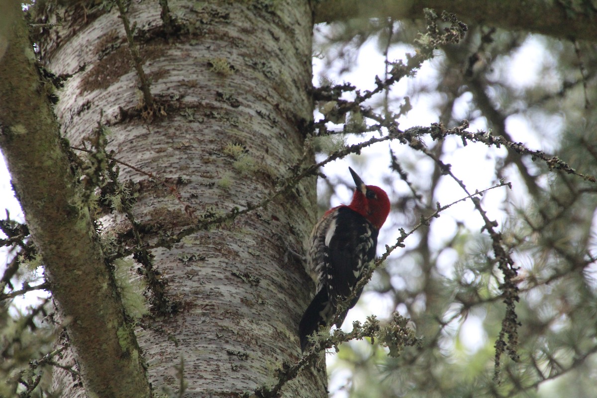 Red-breasted Sapsucker - ML617992707