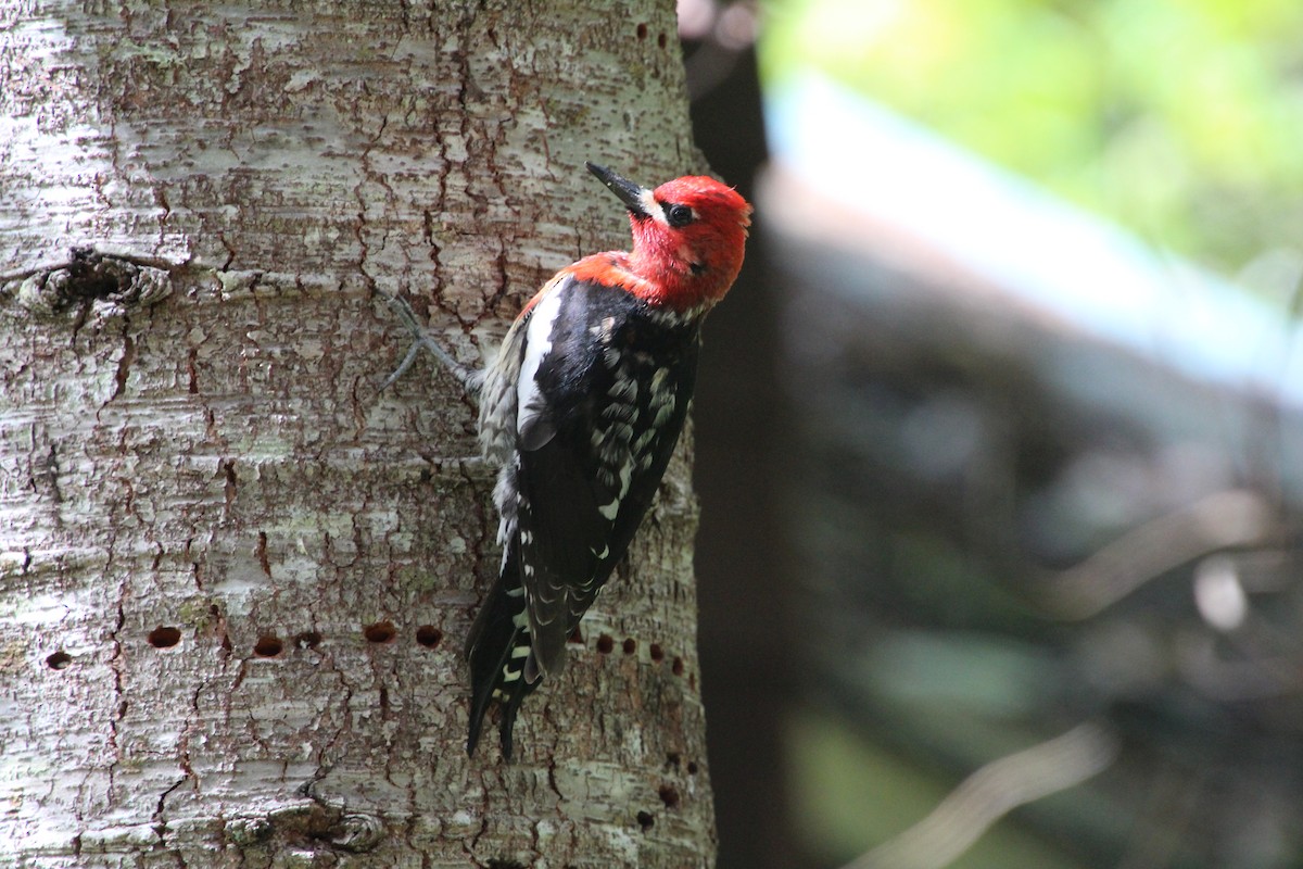 Red-breasted Sapsucker - ML617992708