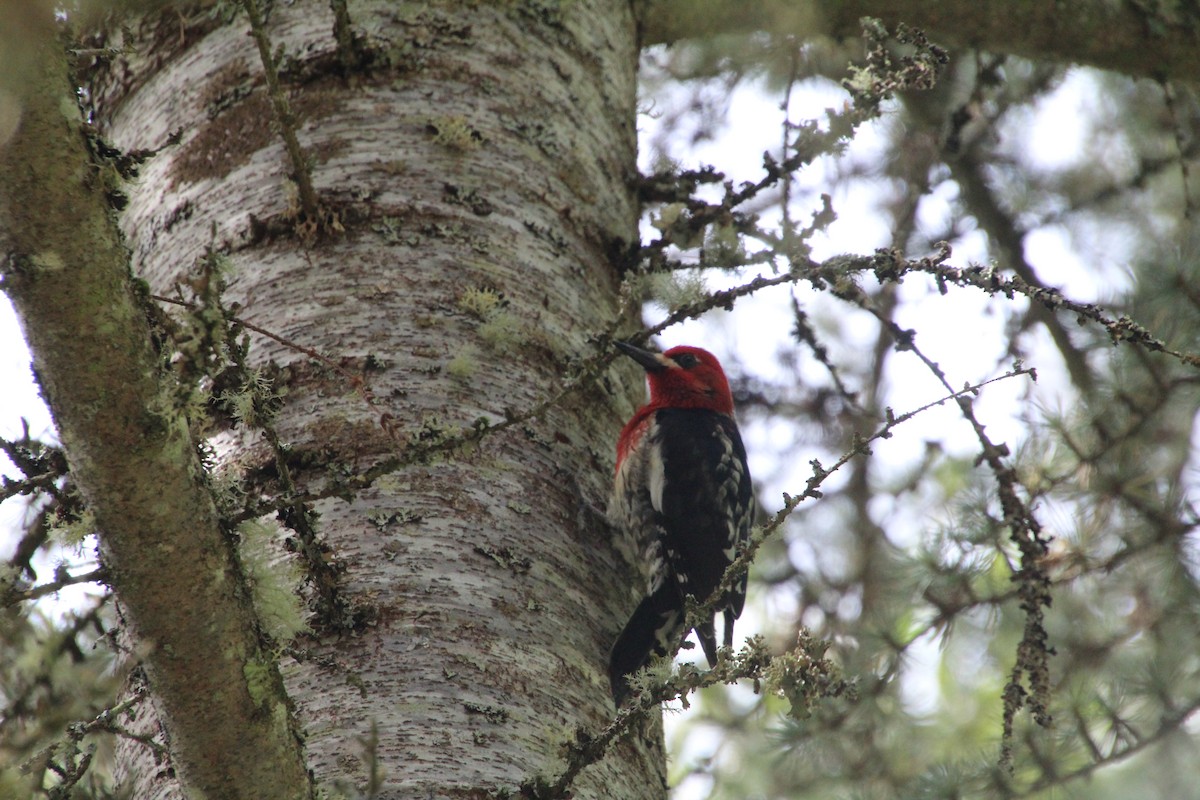 Red-breasted Sapsucker - ML617992709