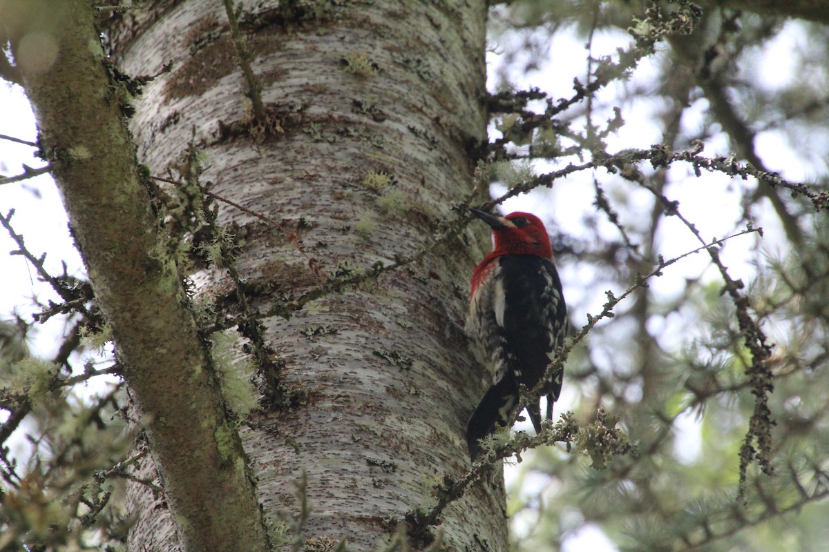 Red-breasted Sapsucker - ML617992710