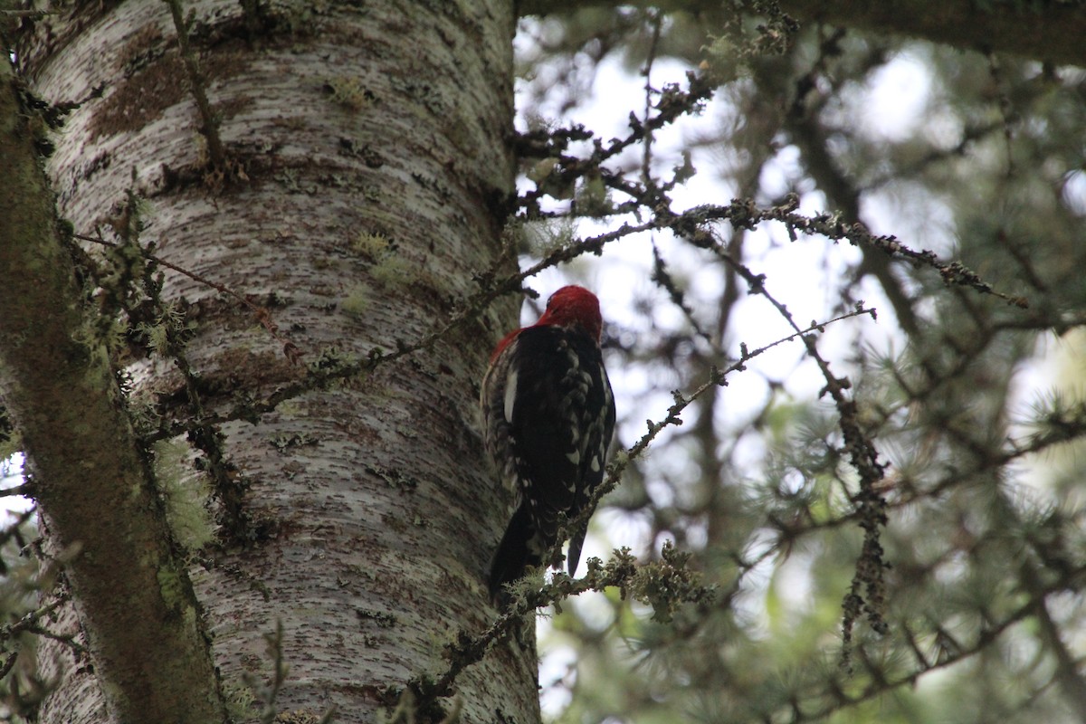 Red-breasted Sapsucker - ML617992711