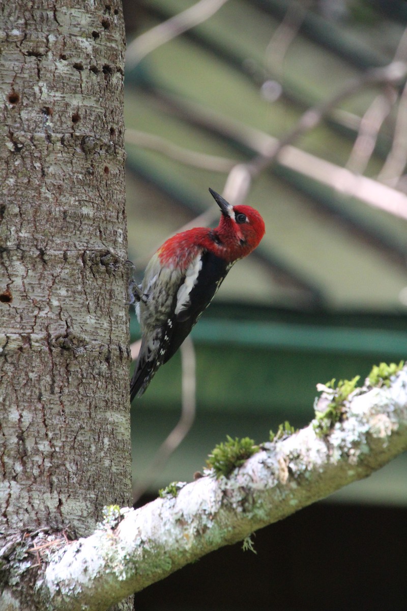 Red-breasted Sapsucker - ML617992712