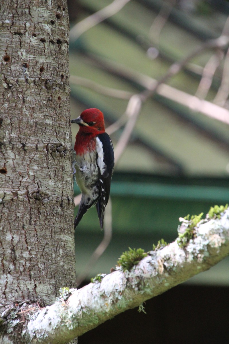 Red-breasted Sapsucker - ML617992713