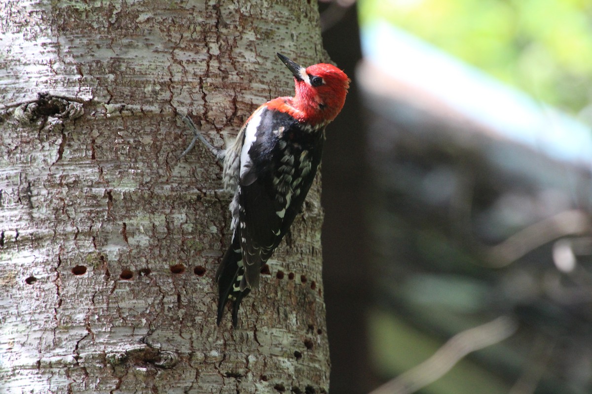 Red-breasted Sapsucker - ML617992714
