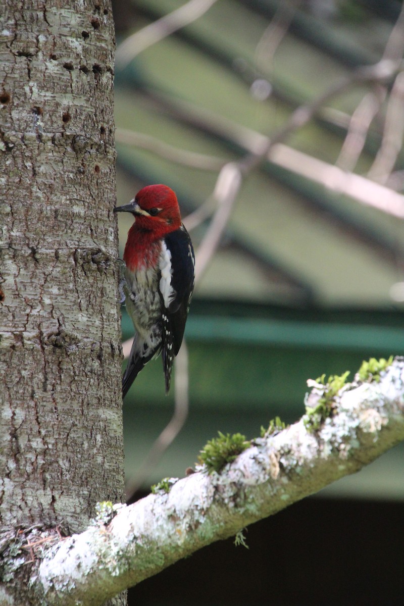Red-breasted Sapsucker - ML617992715