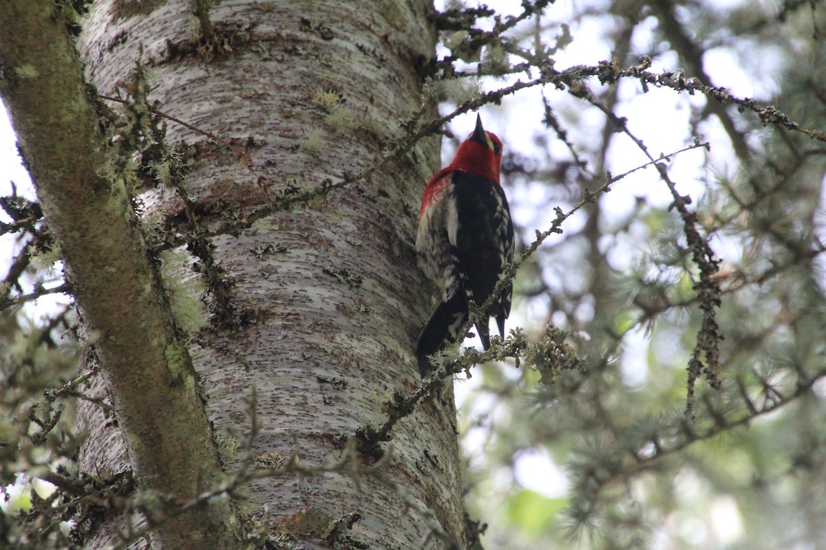 Red-breasted Sapsucker - ML617992717