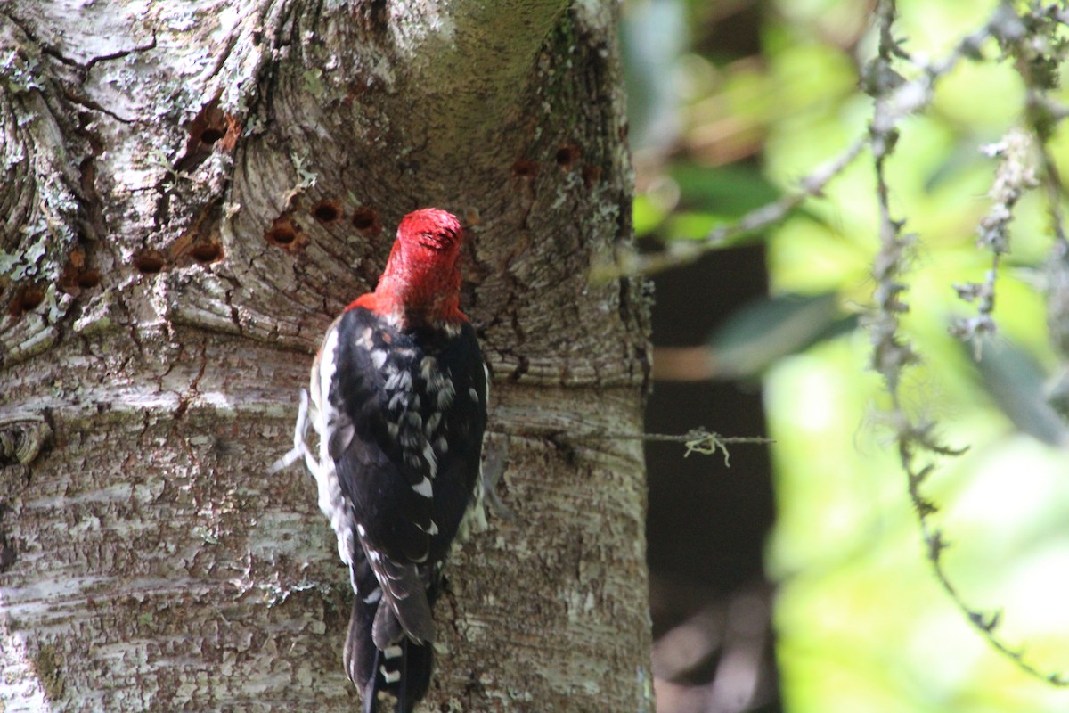 Red-breasted Sapsucker - ML617992720