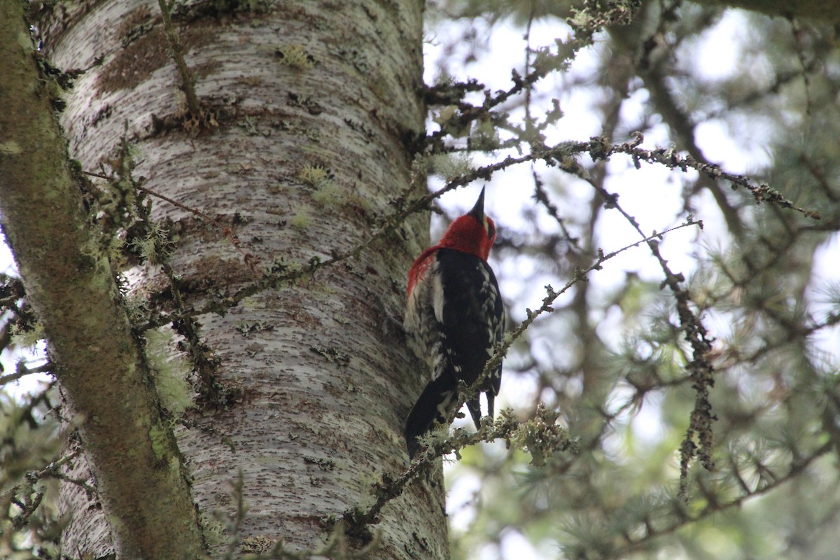 Red-breasted Sapsucker - ML617992723