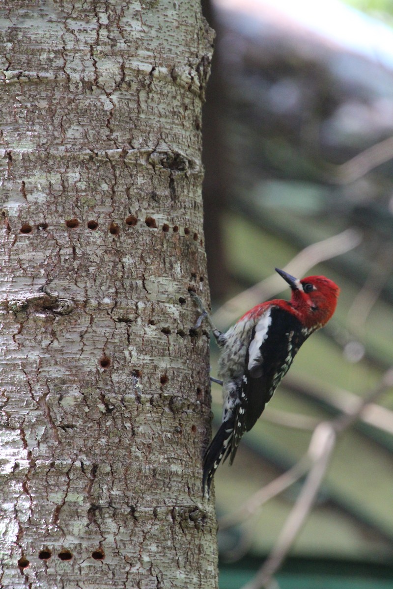 Red-breasted Sapsucker - ML617992726