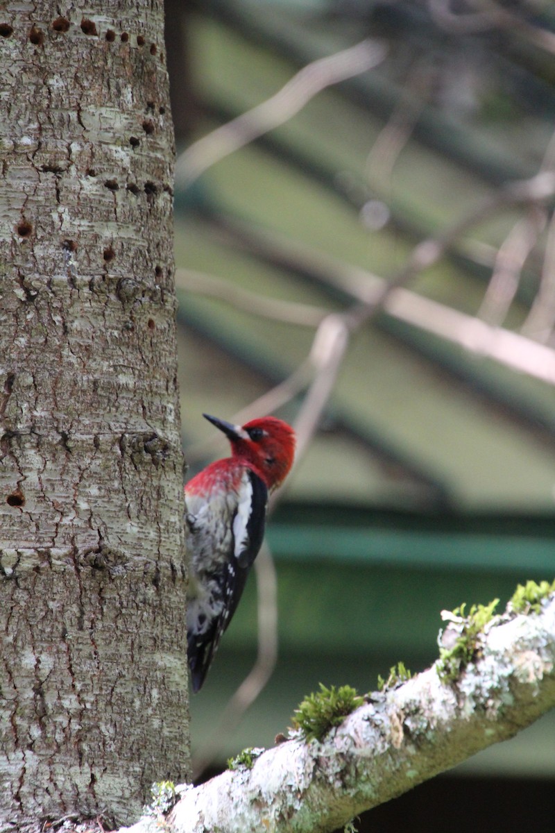 Red-breasted Sapsucker - ML617992727
