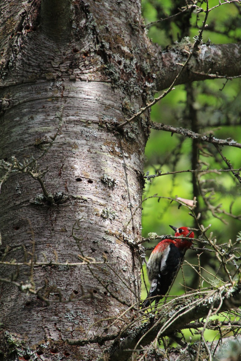 Red-breasted Sapsucker - ML617992728