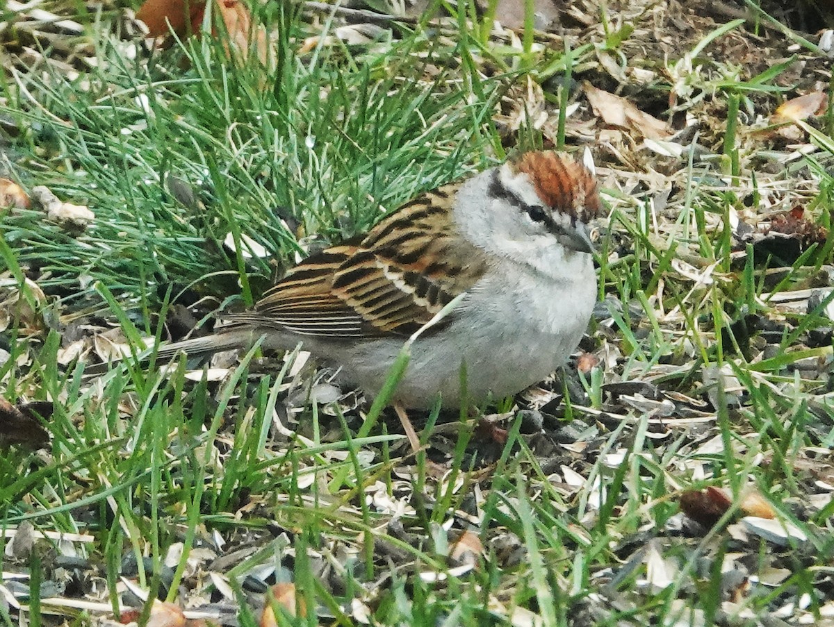Chipping Sparrow - ML617992733