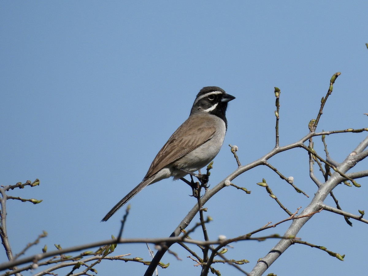 Black-throated Sparrow - ML617992743