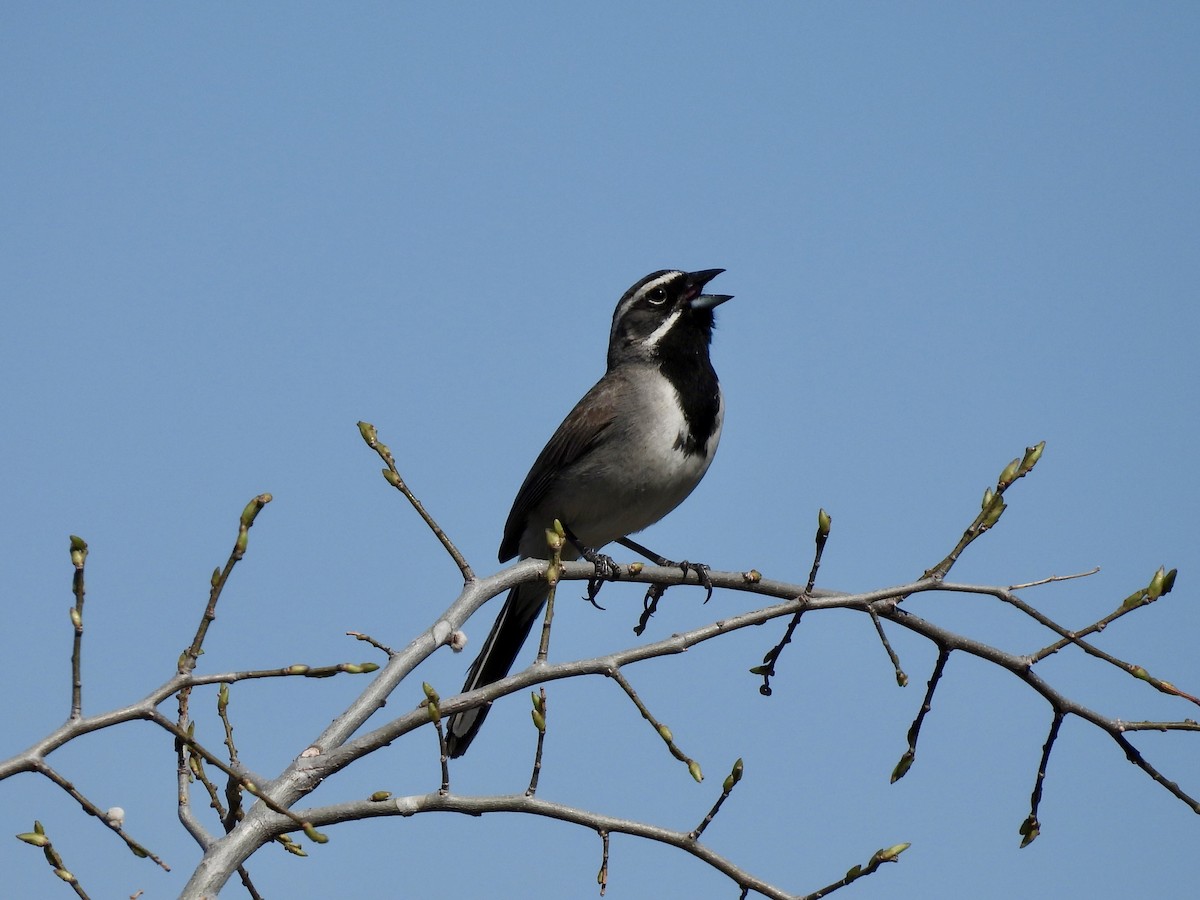 Black-throated Sparrow - ML617992746