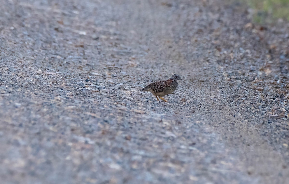 Painted Buttonquail - ML617992750