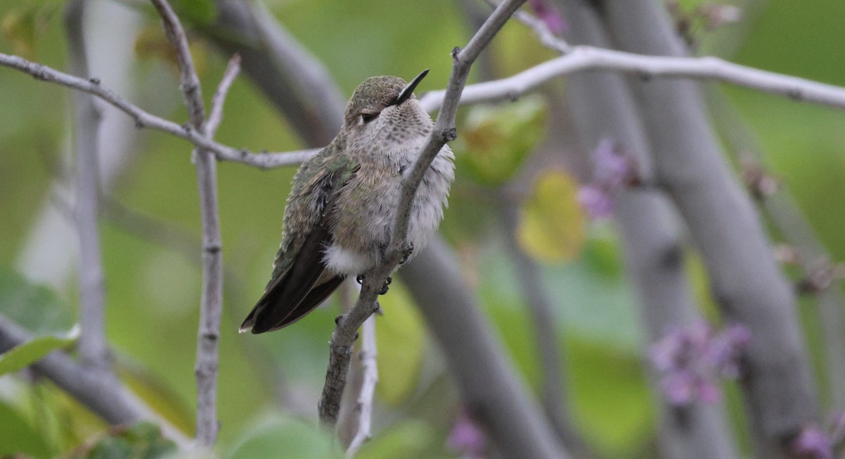 Anna's Hummingbird - Darlene Feener