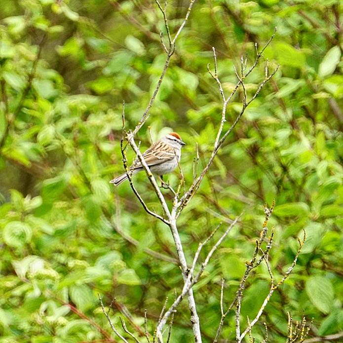Chipping Sparrow - ML617992815