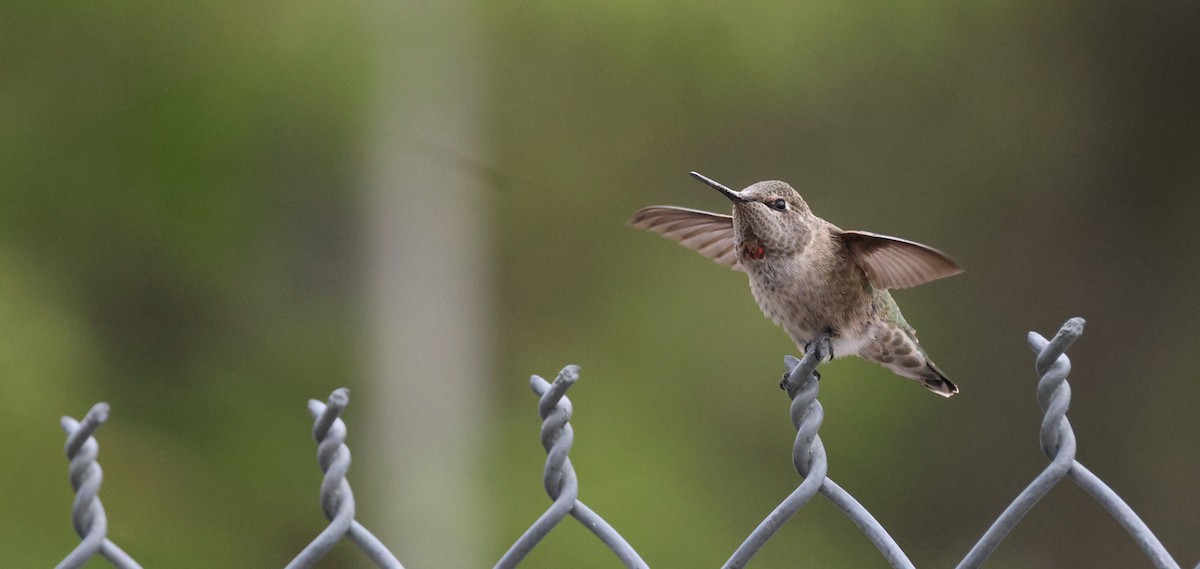Anna's Hummingbird - Darlene Feener