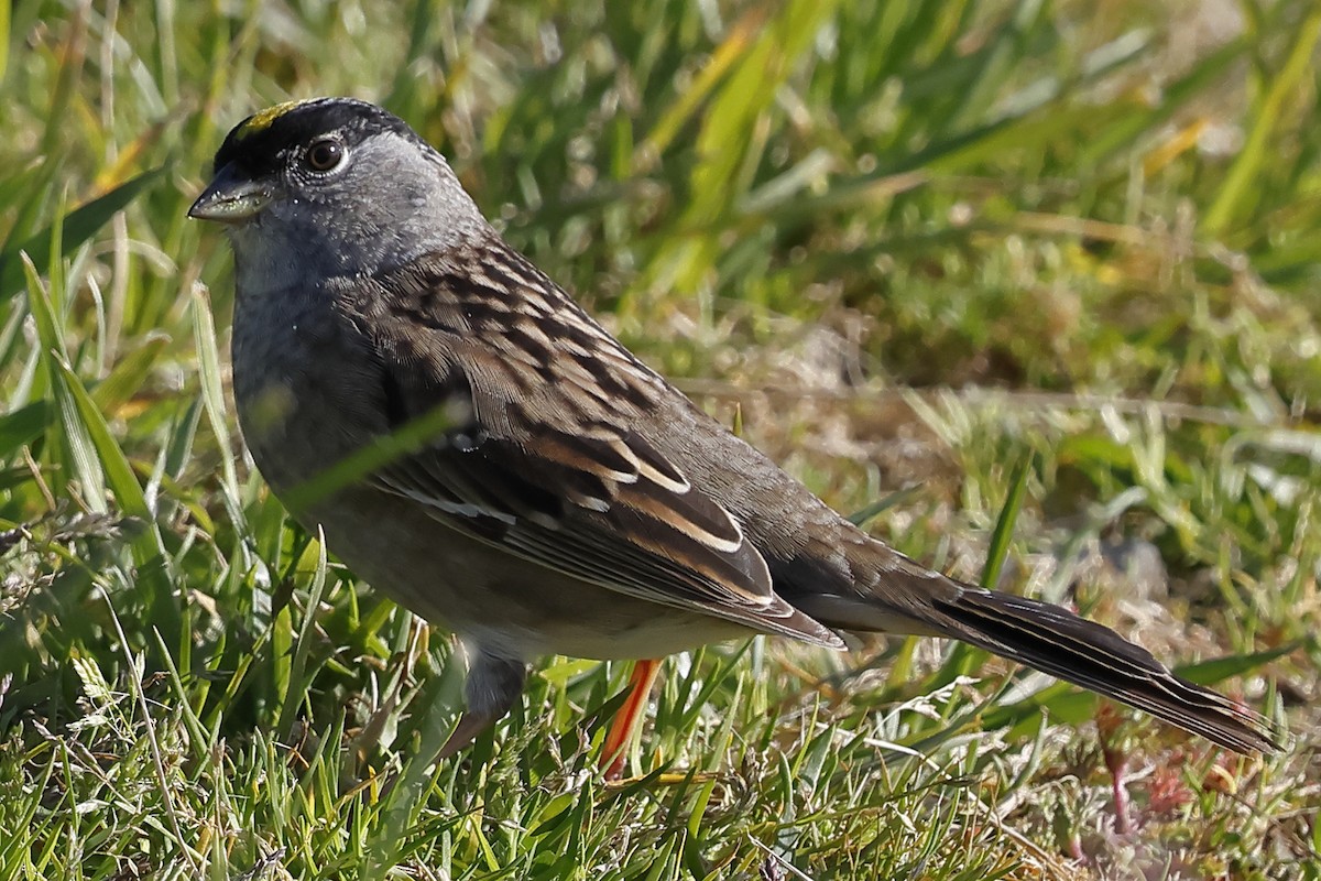 Golden-crowned Sparrow - ML617992854