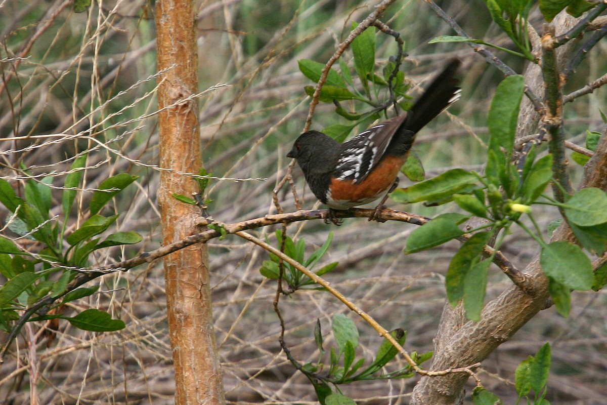 Spotted Towhee - William Clark