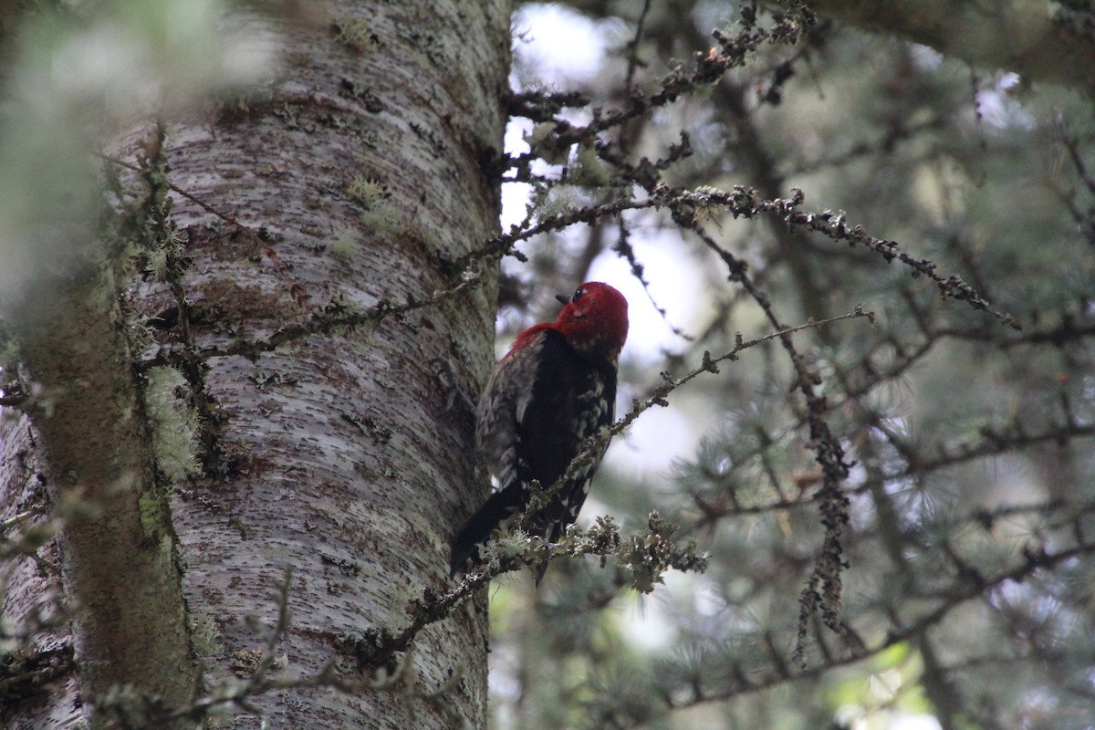 Red-breasted Sapsucker - ML617992931
