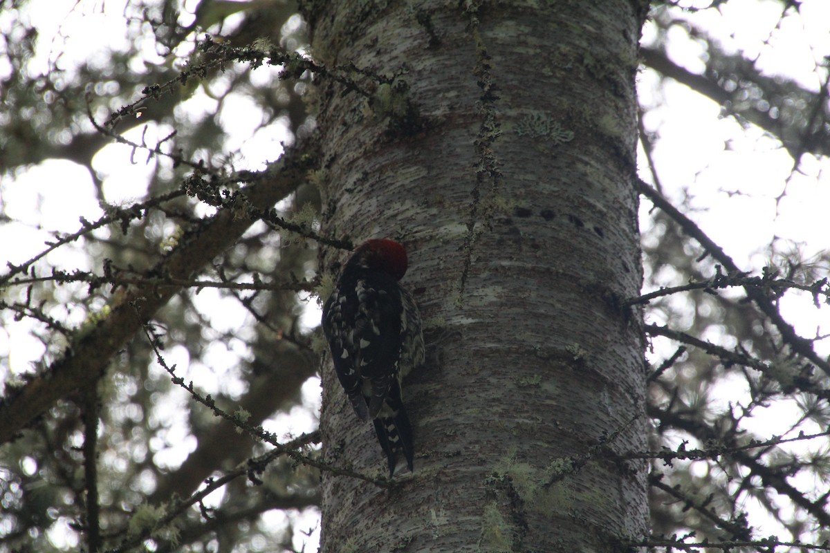 Red-breasted Sapsucker - ML617992933