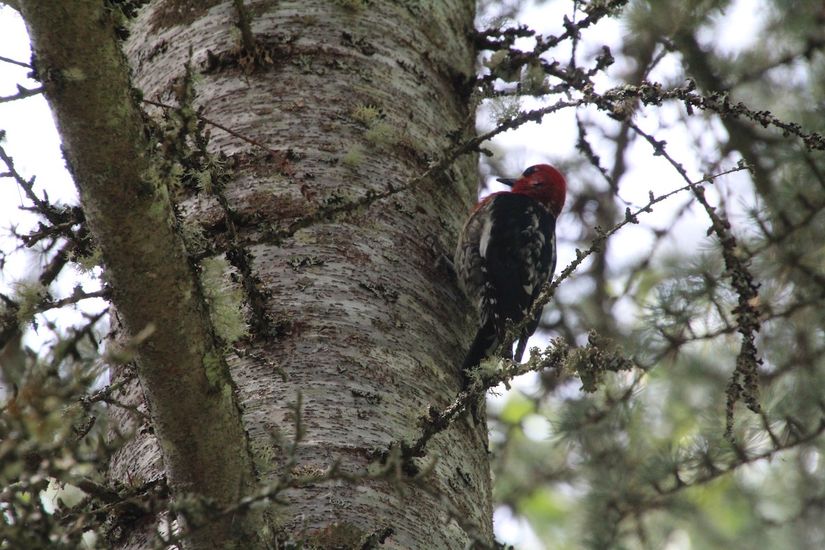 Red-breasted Sapsucker - ML617992934