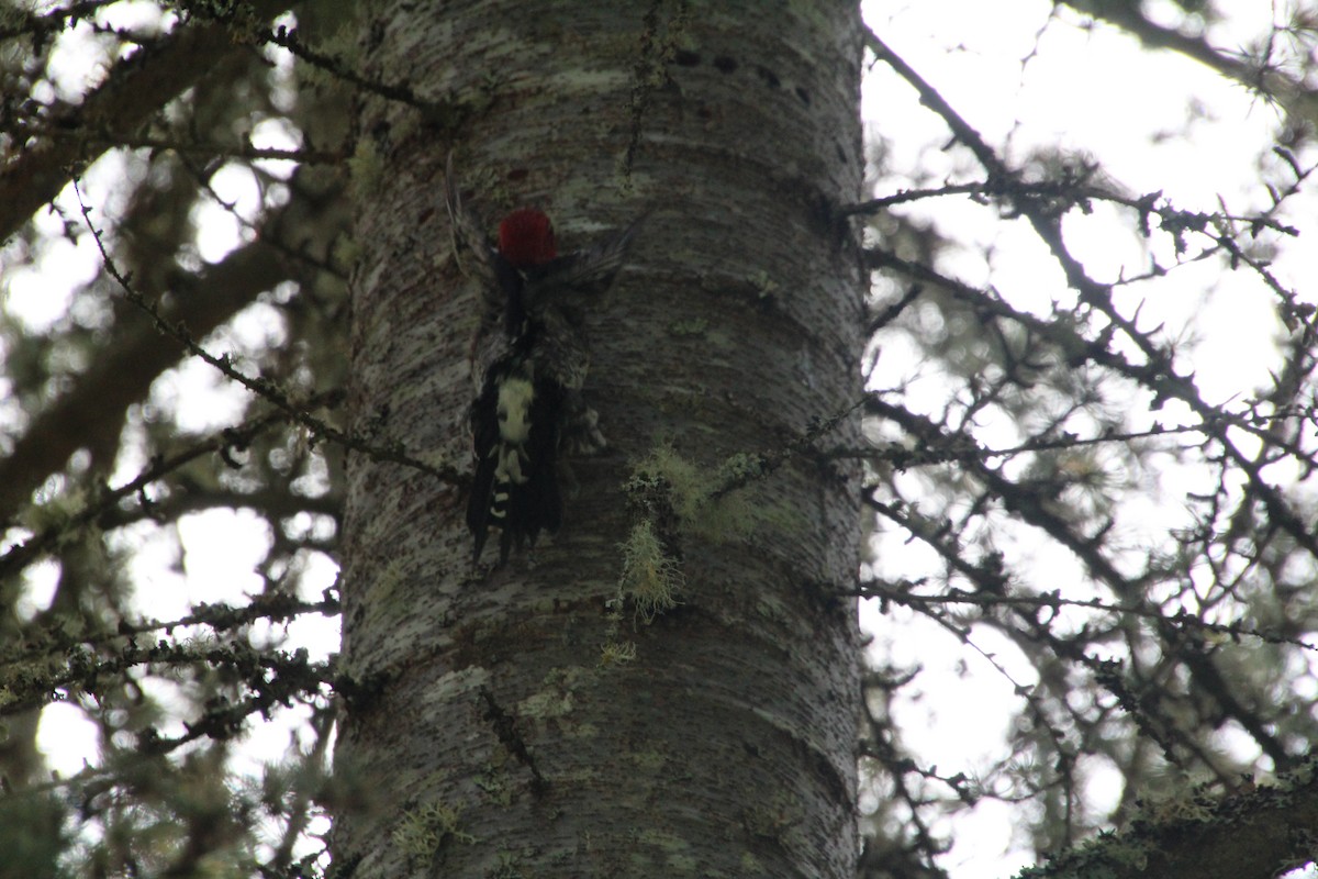 Red-breasted Sapsucker - ML617992935