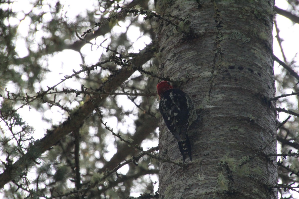 Red-breasted Sapsucker - ML617992936