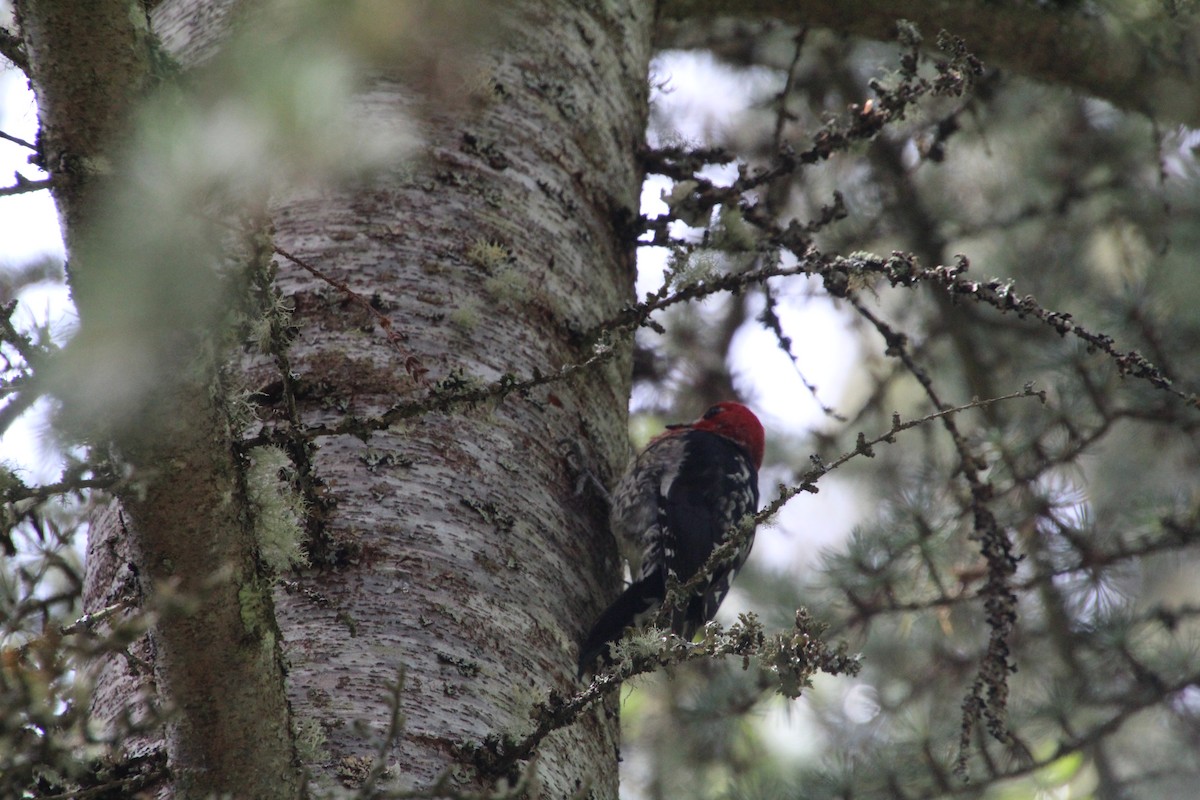 Red-breasted Sapsucker - ML617992937