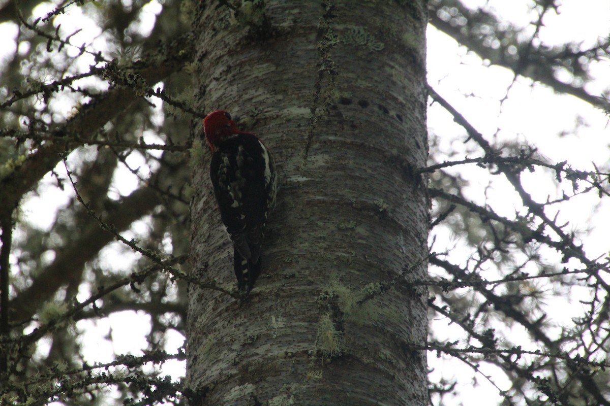 Red-breasted Sapsucker - Ann Monk