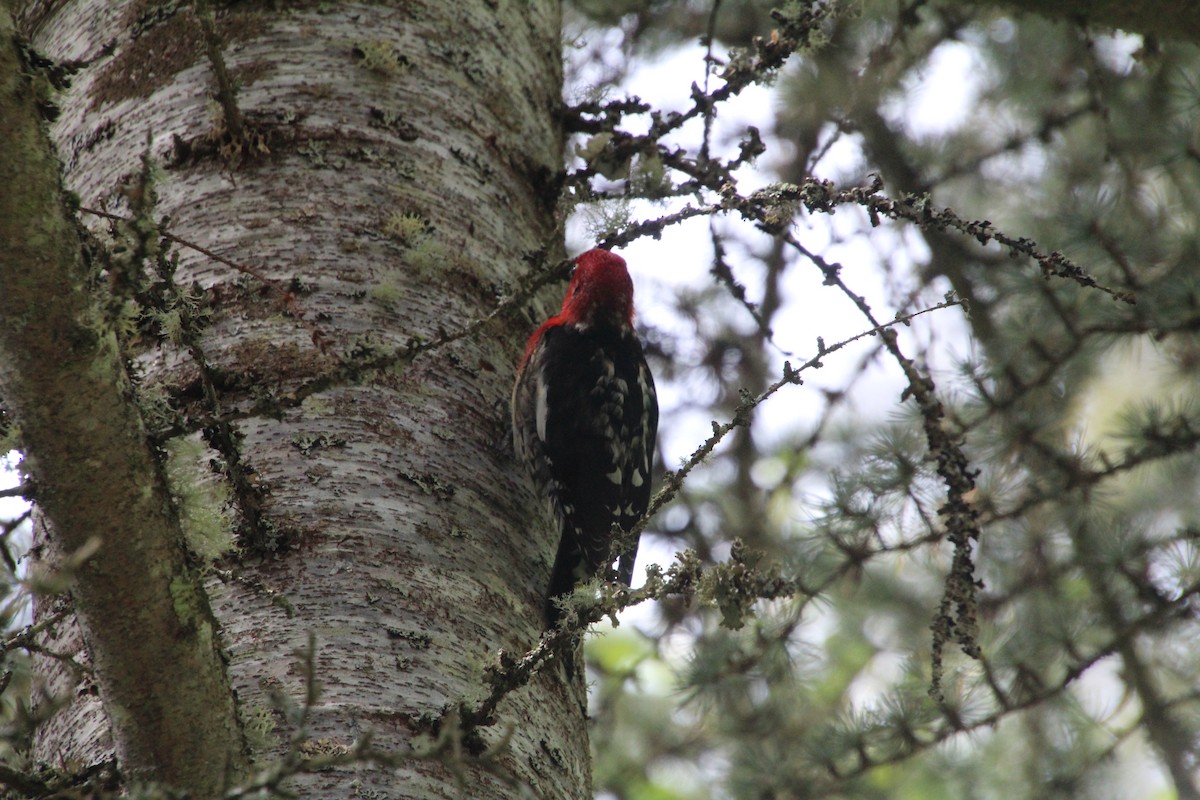 Red-breasted Sapsucker - ML617992939
