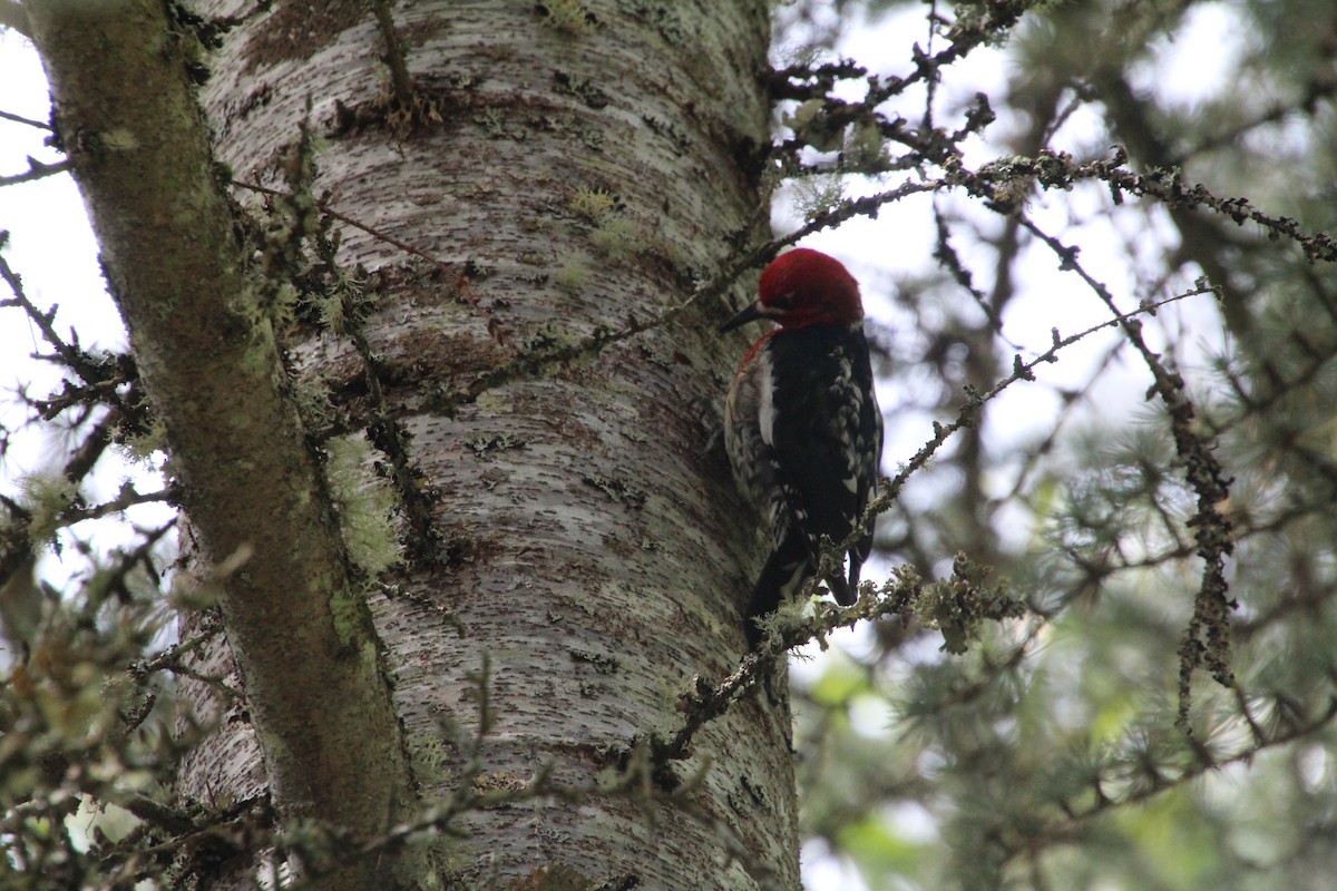 Red-breasted Sapsucker - ML617992940
