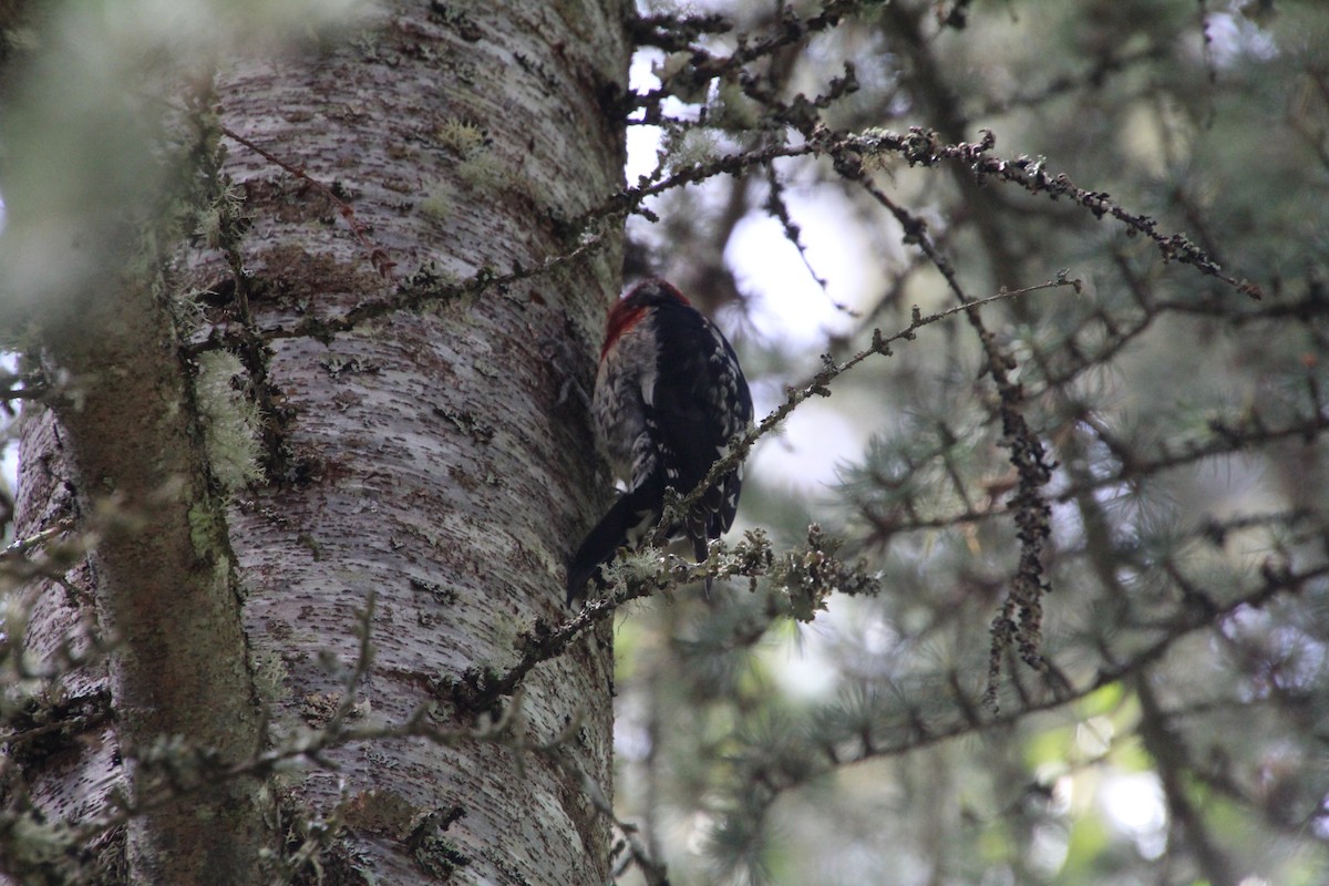 Red-breasted Sapsucker - ML617992941