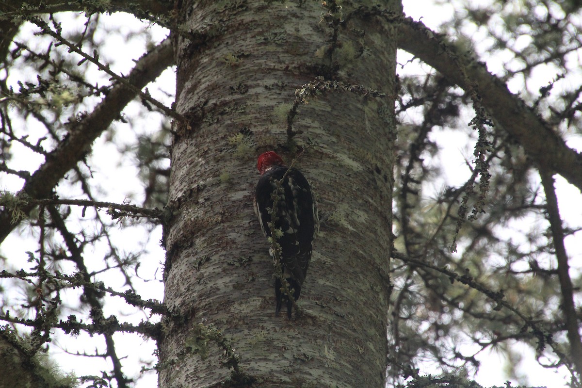 Red-breasted Sapsucker - ML617992942