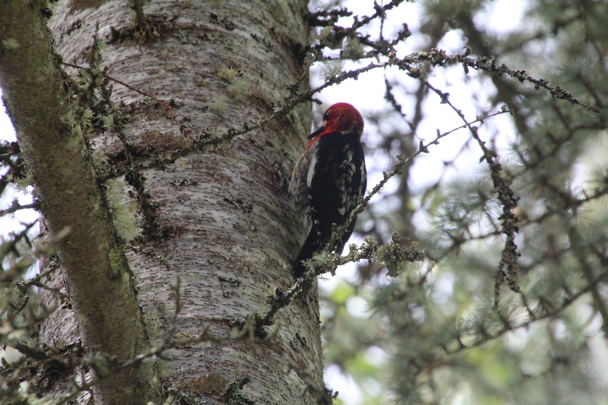 Red-breasted Sapsucker - ML617992943