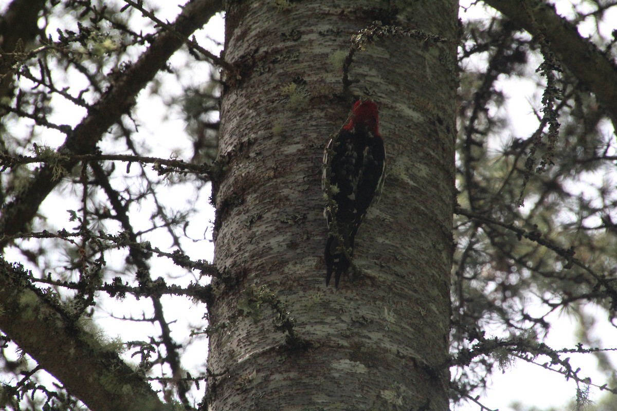 Red-breasted Sapsucker - ML617992944