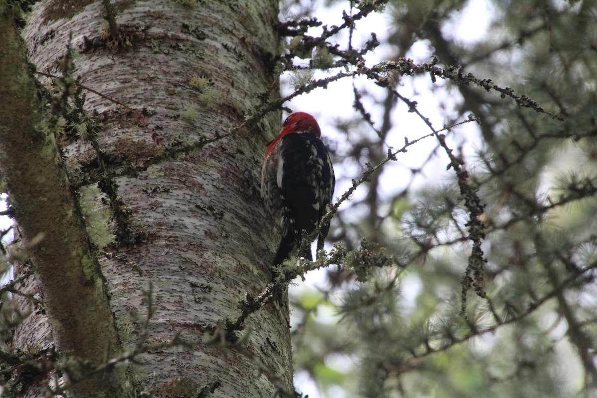 Red-breasted Sapsucker - ML617992945